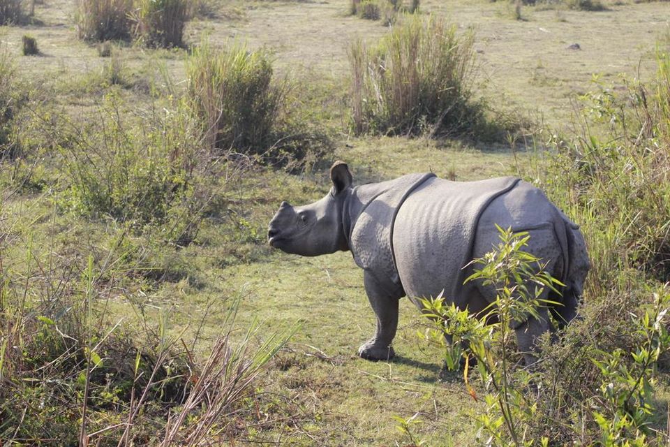 Photo of Graduation Trip to Kaziranga 13/85 by Nabarun Paul