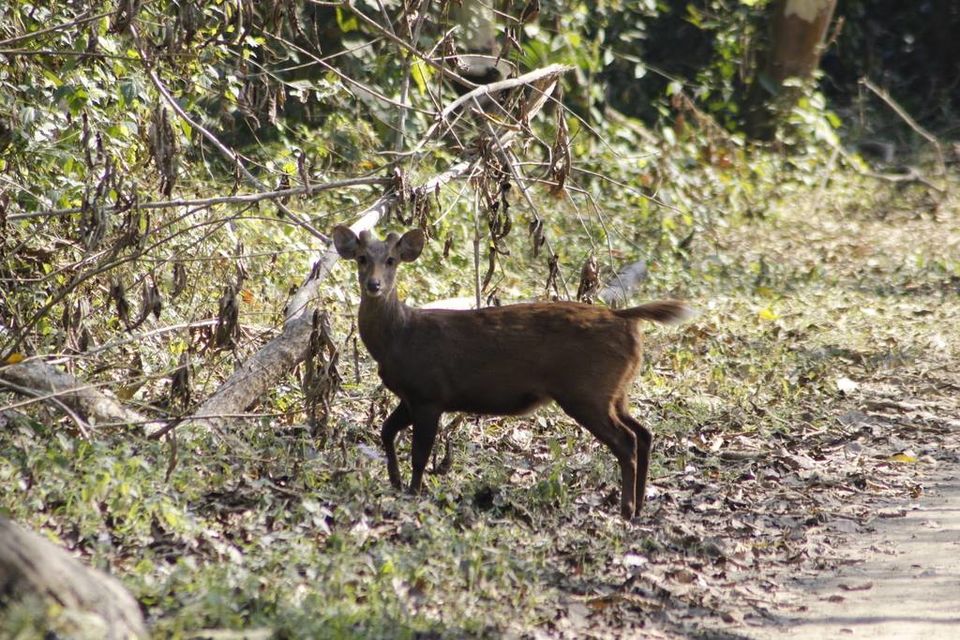Photo of Graduation Trip to Kaziranga 26/85 by Nabarun Paul