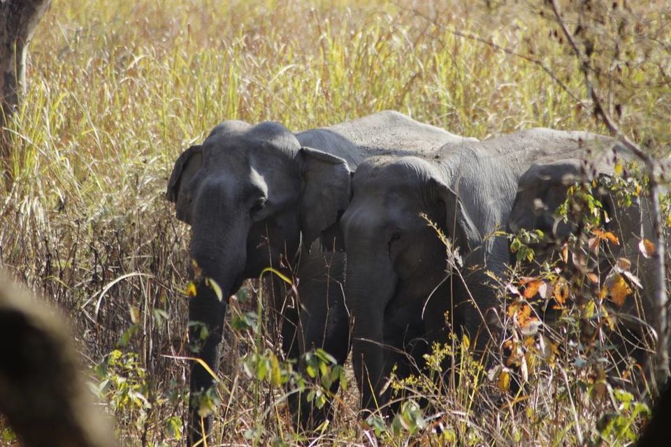 Photo of Graduation Trip to Kaziranga 23/85 by Nabarun Paul