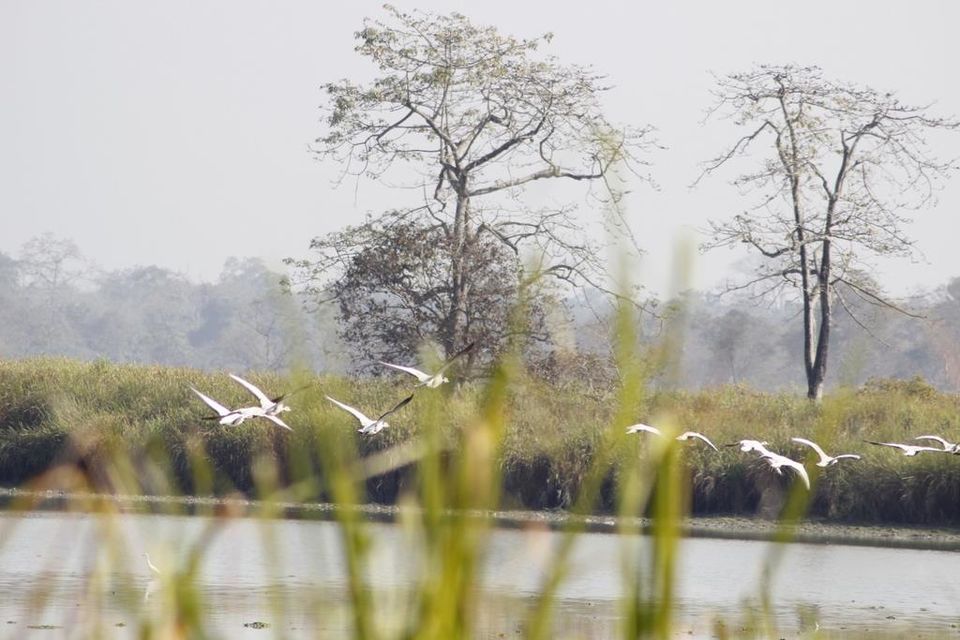 Photo of Graduation Trip to Kaziranga 21/85 by Nabarun Paul