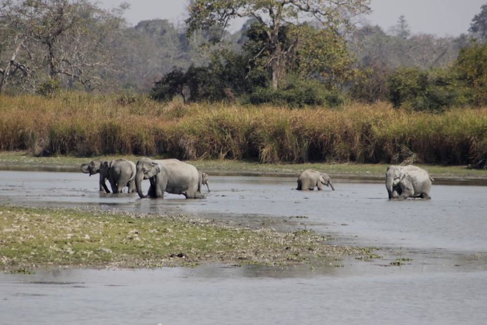 Photo of Graduation Trip to Kaziranga 32/85 by Nabarun Paul