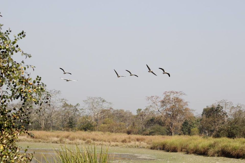 Photo of Graduation Trip to Kaziranga 20/85 by Nabarun Paul