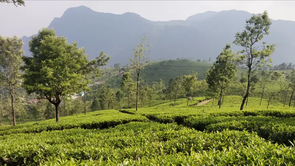 Photo of Coonoor Tea Estate, Coonoor, Tamil Nadu, India by Prakash Koli