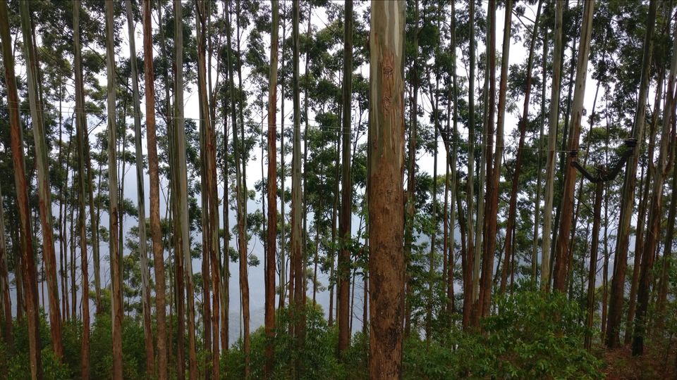 Photo of Vattakanal, Kodaikanal, Tamil Nadu, India by Mana