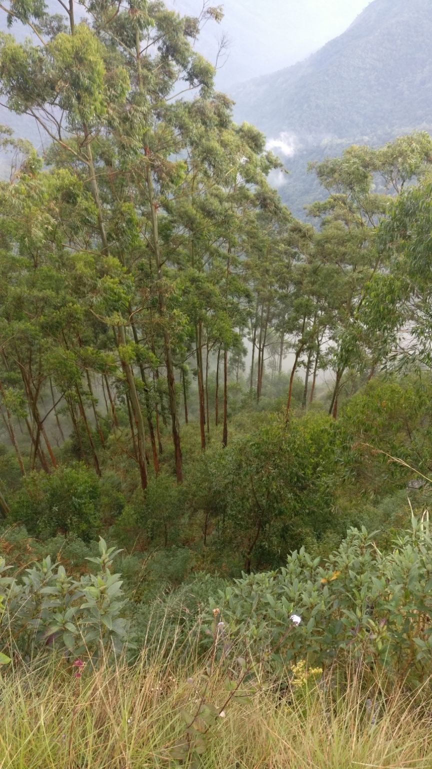 Photo of Vattakanal, Kodaikanal, Tamil Nadu, India by Mana