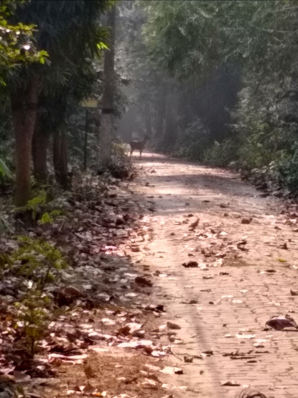 Photo of Bethuadahari Wildlife Sanctuary, Segun Bagan Road, Bethuadahari Rajendranagar, Bethuadahari, West Bengal, India by Mangolik Pradhan