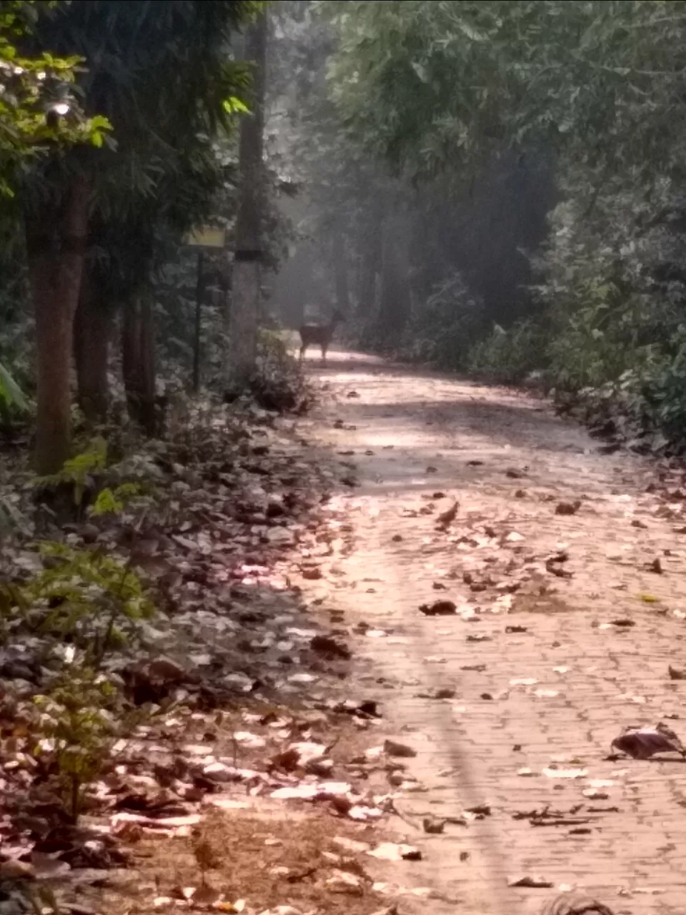 Photo of Bethuadahari Wildlife Sanctuary, Segun Bagan Road, Bethuadahari Rajendranagar, Bethuadahari, West Bengal, India by Mangolik Pradhan