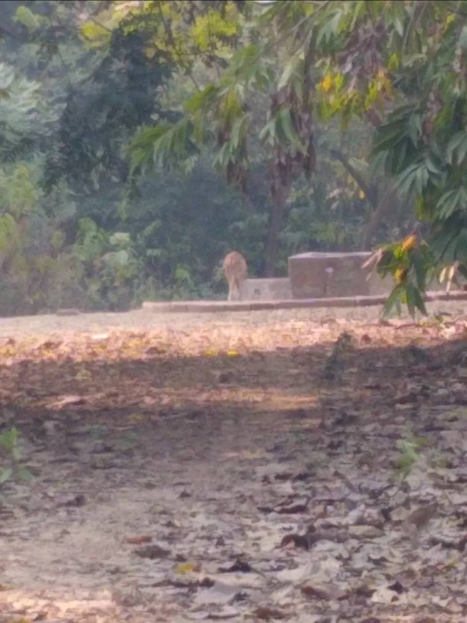 Photo of Bethuadahari Wildlife Sanctuary, Segun Bagan Road, Bethuadahari Rajendranagar, Bethuadahari, West Bengal, India by Mangolik Pradhan