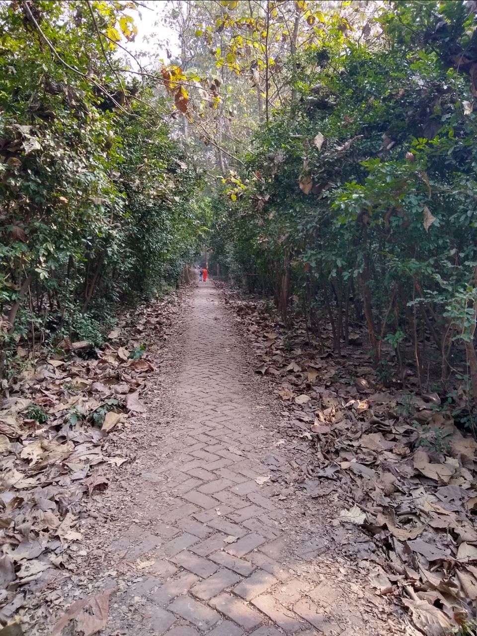Photo of Bethuadahari Wildlife Sanctuary, Segun Bagan Road, Bethuadahari Rajendranagar, Bethuadahari, West Bengal, India by Mangolik Pradhan