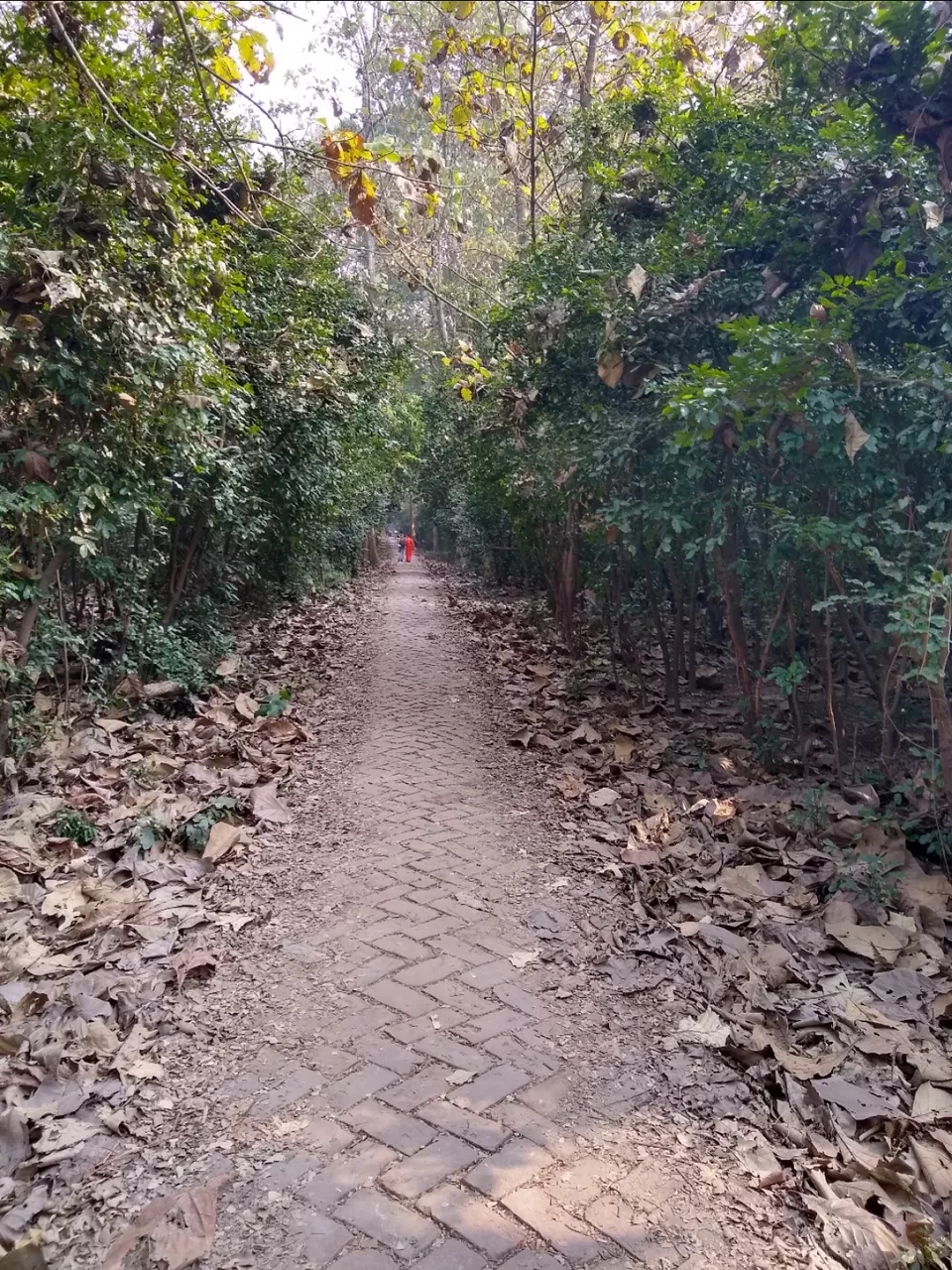Photo of Bethuadahari Wildlife Sanctuary, Segun Bagan Road, Bethuadahari Rajendranagar, Bethuadahari, West Bengal, India by Mangolik Pradhan