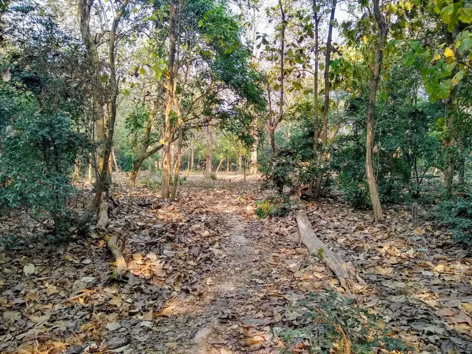 Photo of Bethuadahari Wildlife Sanctuary, Segun Bagan Road, Bethuadahari Rajendranagar, Bethuadahari, West Bengal, India by Mangolik Pradhan