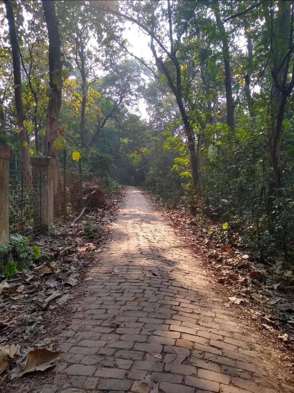 Photo of Bethuadahari Wildlife Sanctuary, Segun Bagan Road, Bethuadahari Rajendranagar, Bethuadahari, West Bengal, India by Mangolik Pradhan