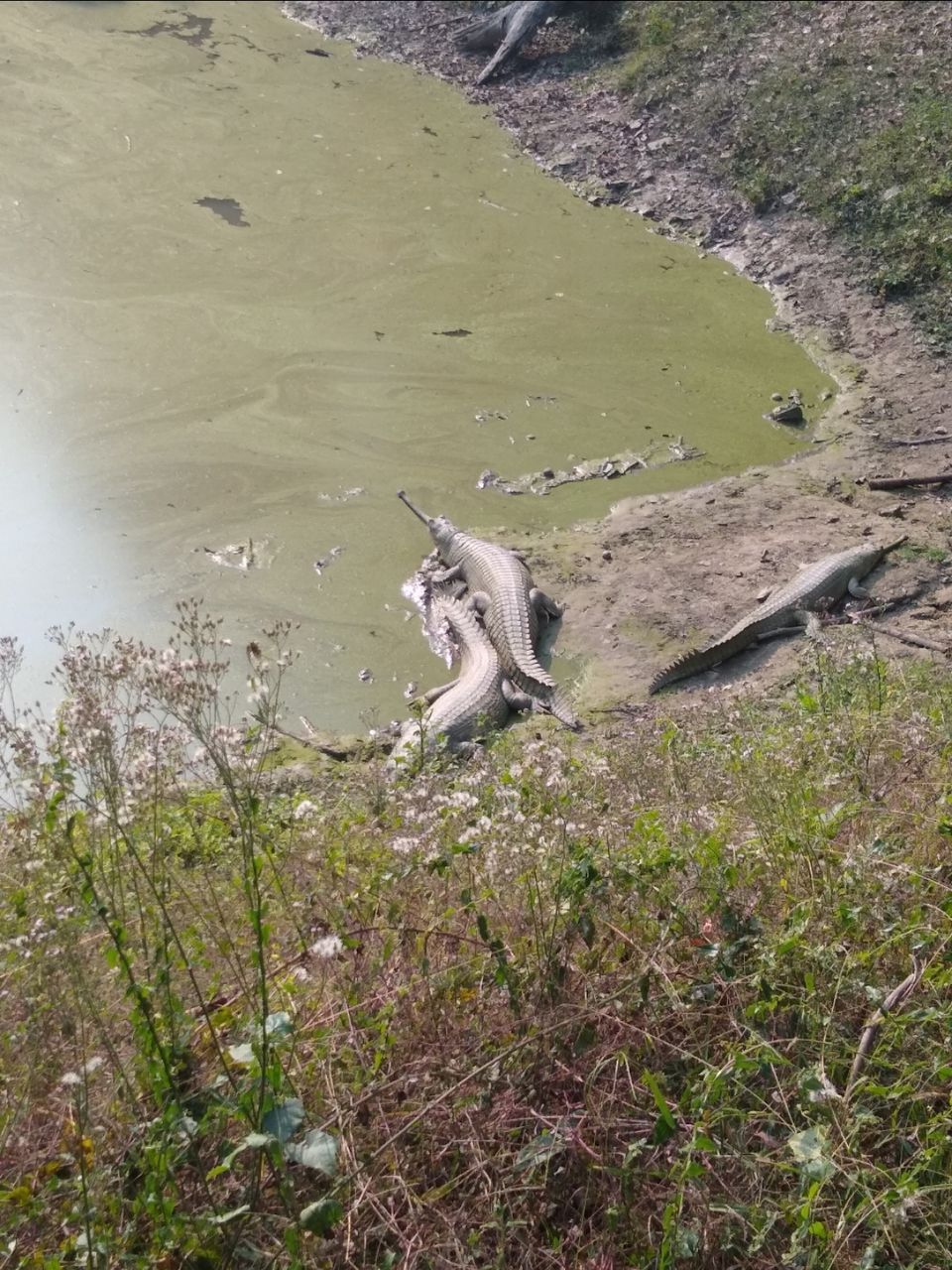 Photo of Bethuadahari Wildlife Sanctuary, Segun Bagan Road, Bethuadahari Rajendranagar, Bethuadahari, West Bengal, India by Mangolik Pradhan
