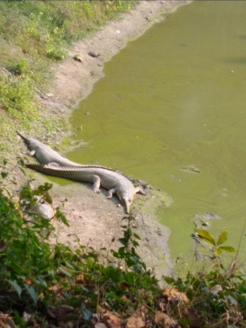 Photo of Bethuadahari Wildlife Sanctuary, Segun Bagan Road, Bethuadahari Rajendranagar, Bethuadahari, West Bengal, India by Mangolik Pradhan