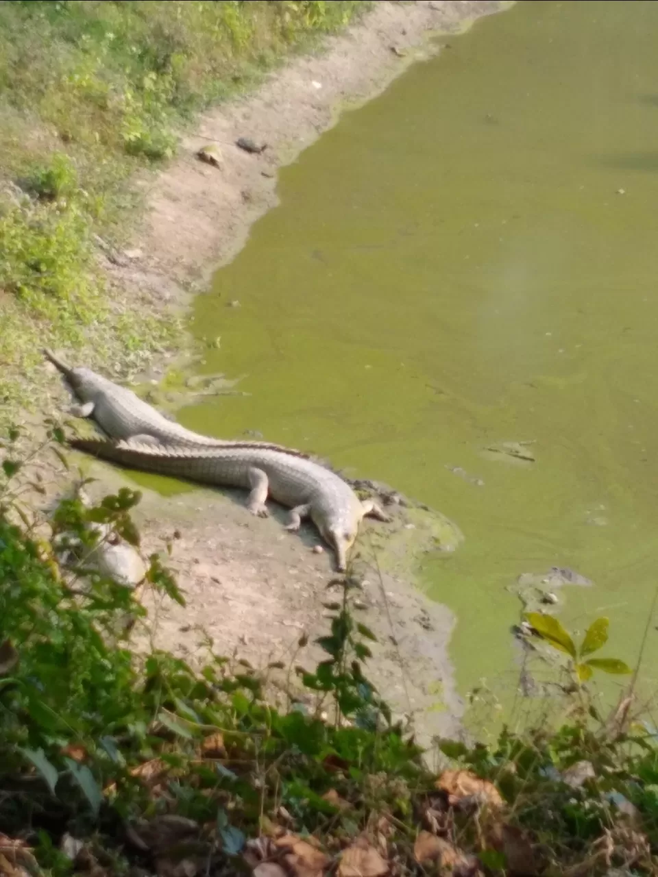 Photo of Bethuadahari Wildlife Sanctuary, Segun Bagan Road, Bethuadahari Rajendranagar, Bethuadahari, West Bengal, India by Mangolik Pradhan