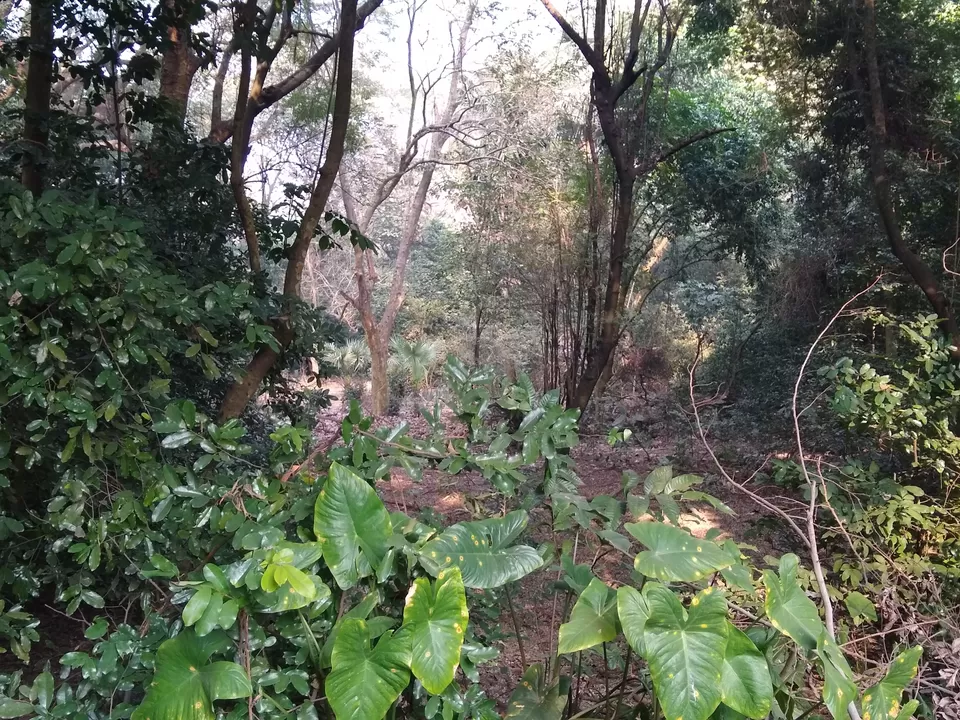 Photo of Bethuadahari Wildlife Sanctuary, Segun Bagan Road, Bethuadahari Rajendranagar, Bethuadahari, West Bengal, India by Mangolik Pradhan