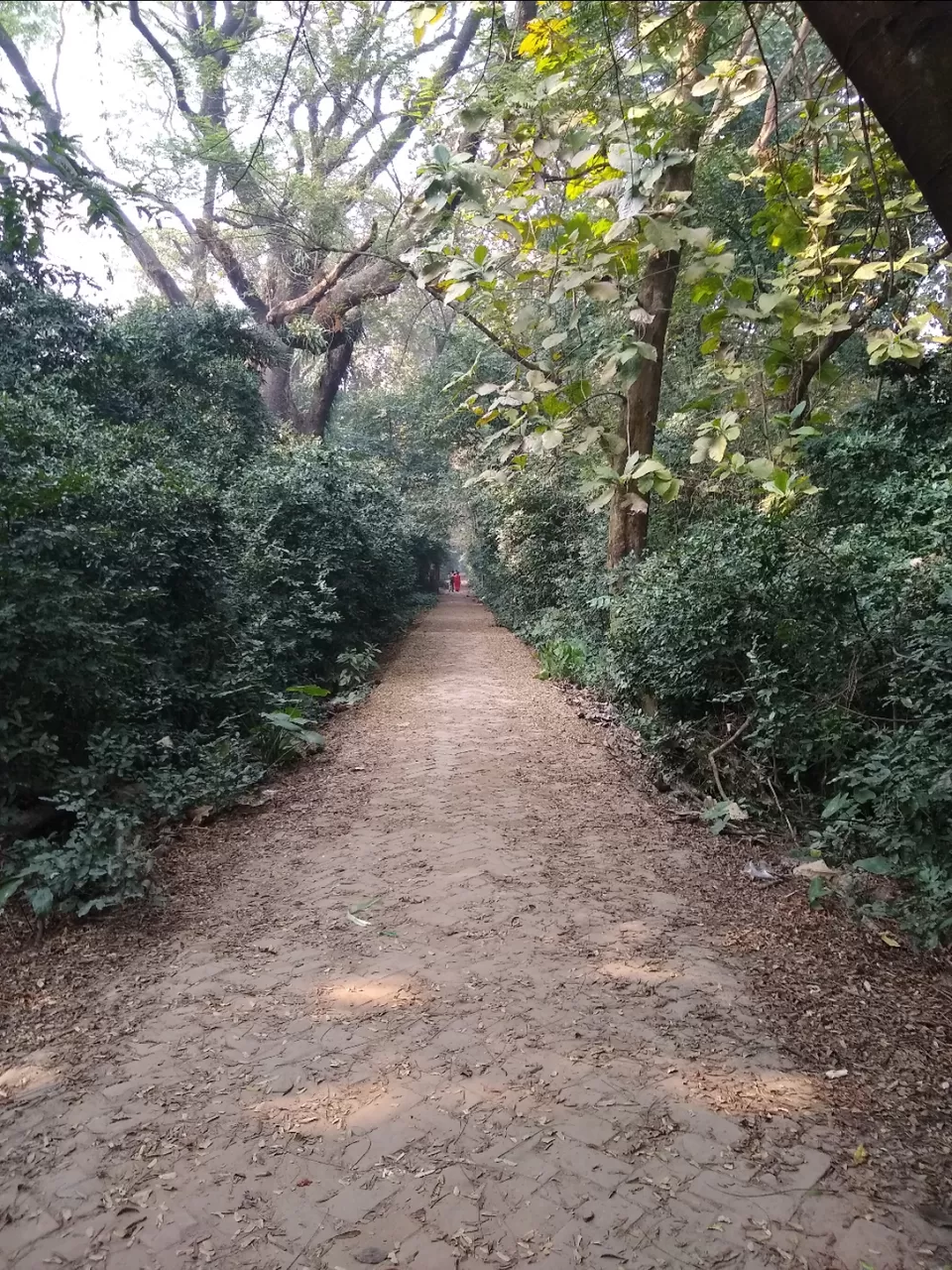 Photo of Bethuadahari Wildlife Sanctuary, Segun Bagan Road, Bethuadahari Rajendranagar, Bethuadahari, West Bengal, India by Mangolik Pradhan