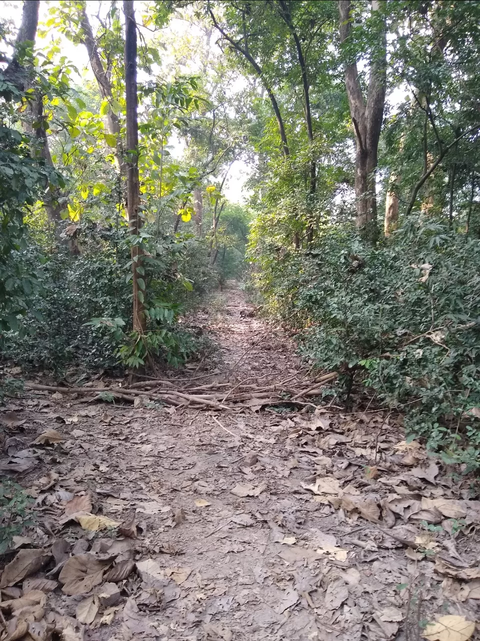 Photo of Bethuadahari Wildlife Sanctuary, Segun Bagan Road, Bethuadahari Rajendranagar, Bethuadahari, West Bengal, India by Mangolik Pradhan