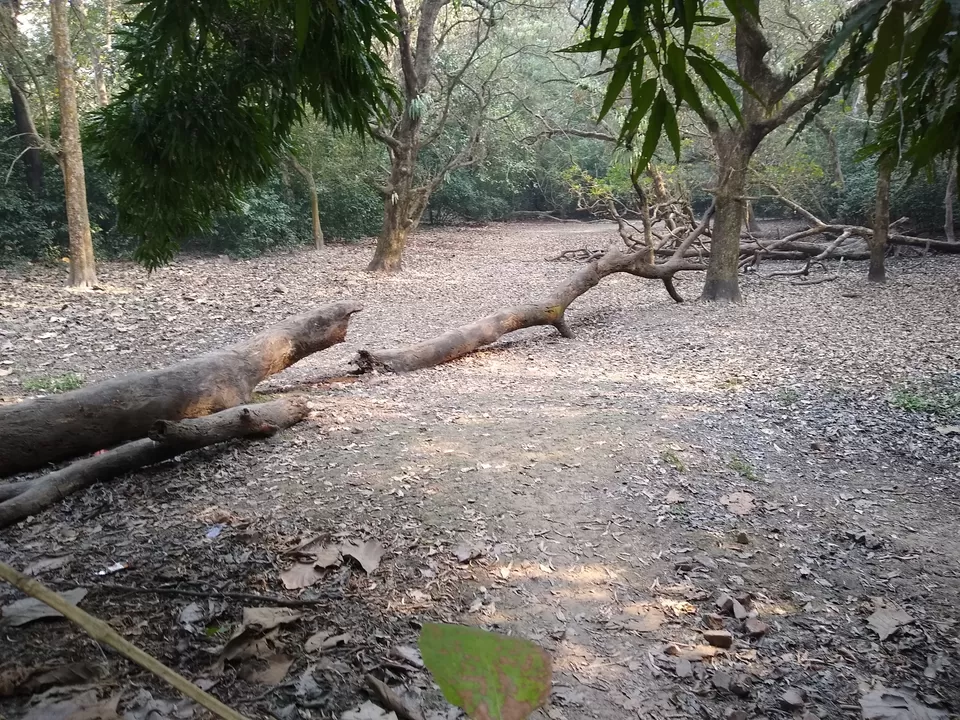Photo of Bethuadahari Wildlife Sanctuary, Segun Bagan Road, Bethuadahari Rajendranagar, Bethuadahari, West Bengal, India by Mangolik Pradhan
