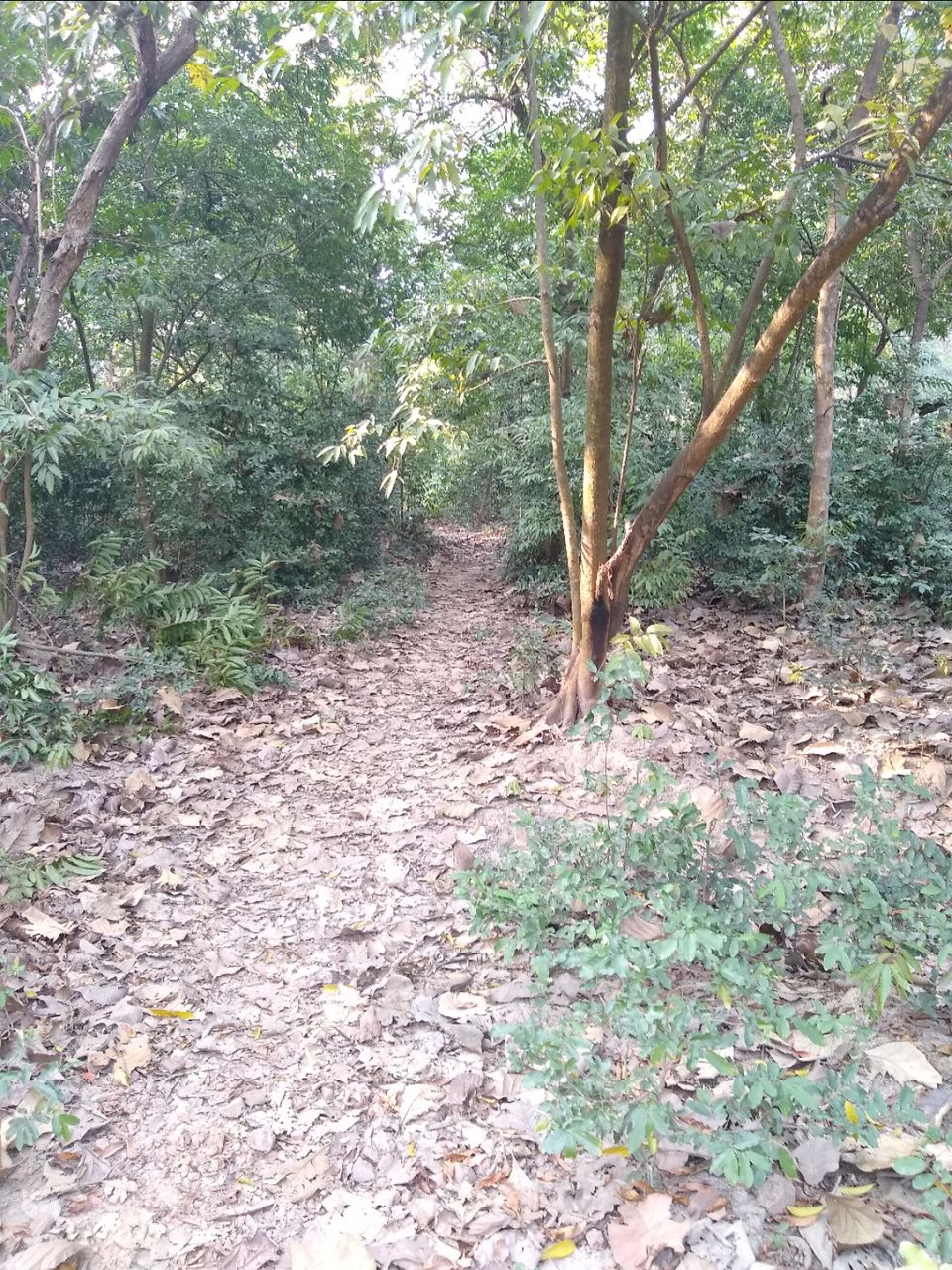 Photo of Bethuadahari Wildlife Sanctuary, Segun Bagan Road, Bethuadahari Rajendranagar, Bethuadahari, West Bengal, India by Mangolik Pradhan