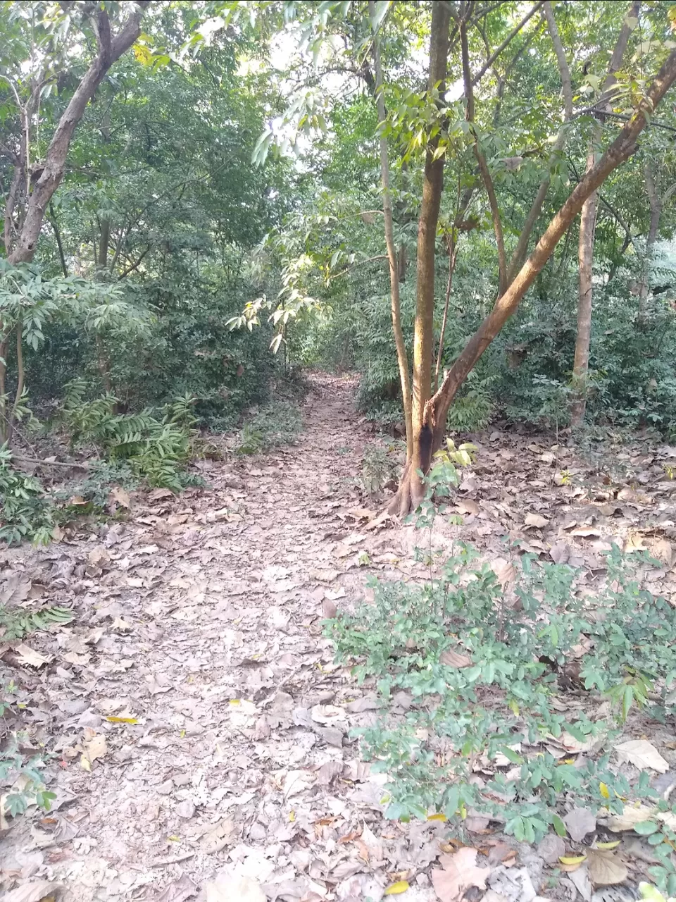 Photo of Bethuadahari Wildlife Sanctuary, Segun Bagan Road, Bethuadahari Rajendranagar, Bethuadahari, West Bengal, India by Mangolik Pradhan