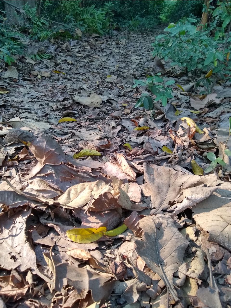 Photo of Bethuadahari Wildlife Sanctuary, Segun Bagan Road, Bethuadahari Rajendranagar, Bethuadahari, West Bengal, India by Mangolik Pradhan