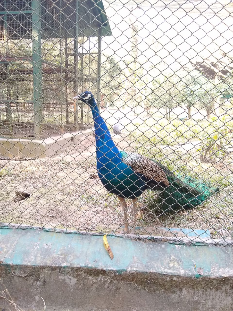 Photo of Bethuadahari Wildlife Sanctuary, Segun Bagan Road, Bethuadahari Rajendranagar, Bethuadahari, West Bengal, India by Mangolik Pradhan