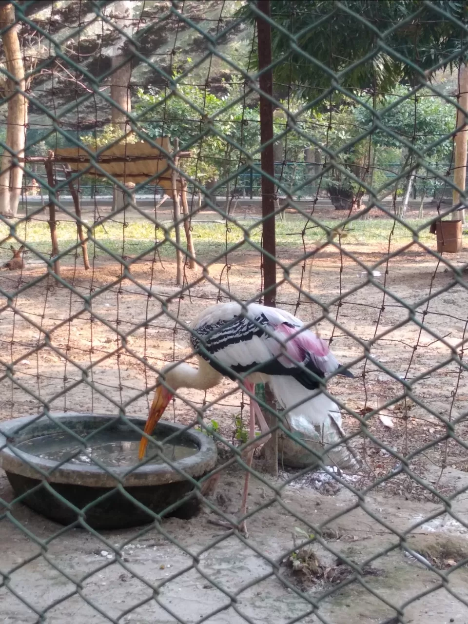 Photo of Bethuadahari Wildlife Sanctuary, Segun Bagan Road, Bethuadahari Rajendranagar, Bethuadahari, West Bengal, India by Mangolik Pradhan