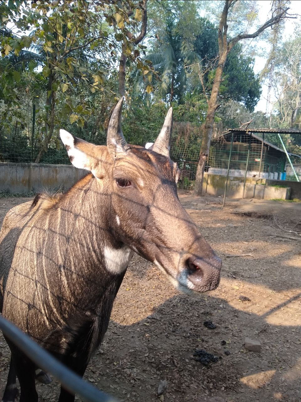 Photo of Bethuadahari Wildlife Sanctuary, Segun Bagan Road, Bethuadahari Rajendranagar, Bethuadahari, West Bengal, India by Mangolik Pradhan