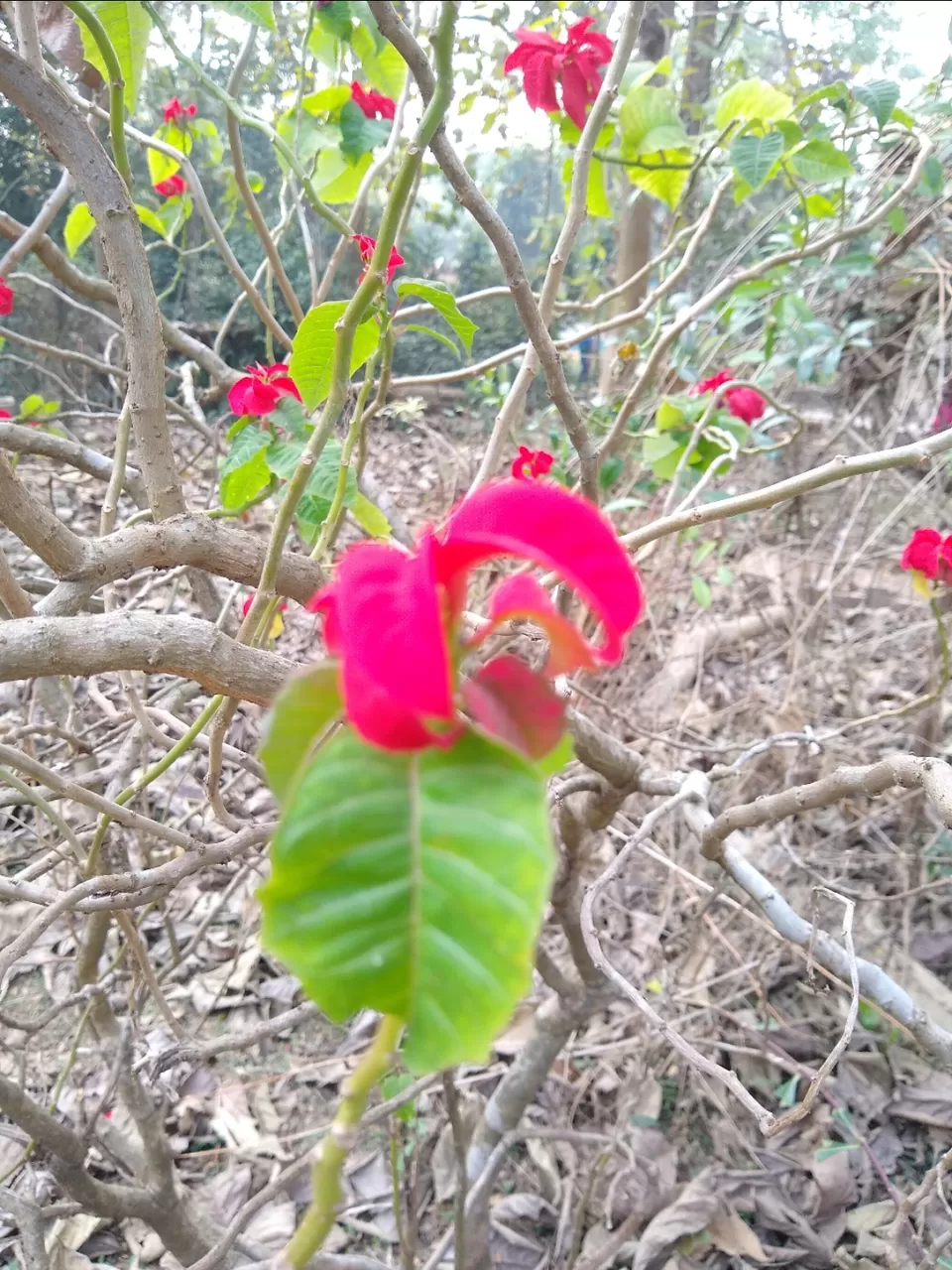 Photo of Bethuadahari Wildlife Sanctuary, Segun Bagan Road, Bethuadahari Rajendranagar, Bethuadahari, West Bengal, India by Mangolik Pradhan