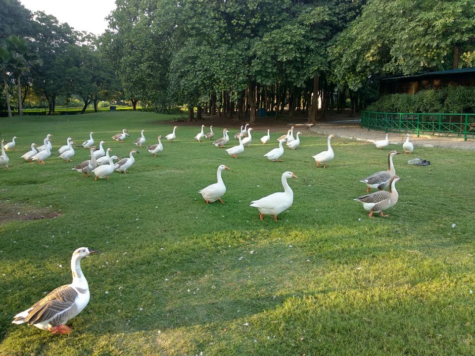 Photo of Reliance Greens, Motikhavdi, Gujarat, India by Mangolik Pradhan