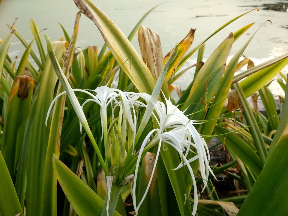 Photo of Reliance Greens, Motikhavdi, Gujarat, India by Mangolik Pradhan