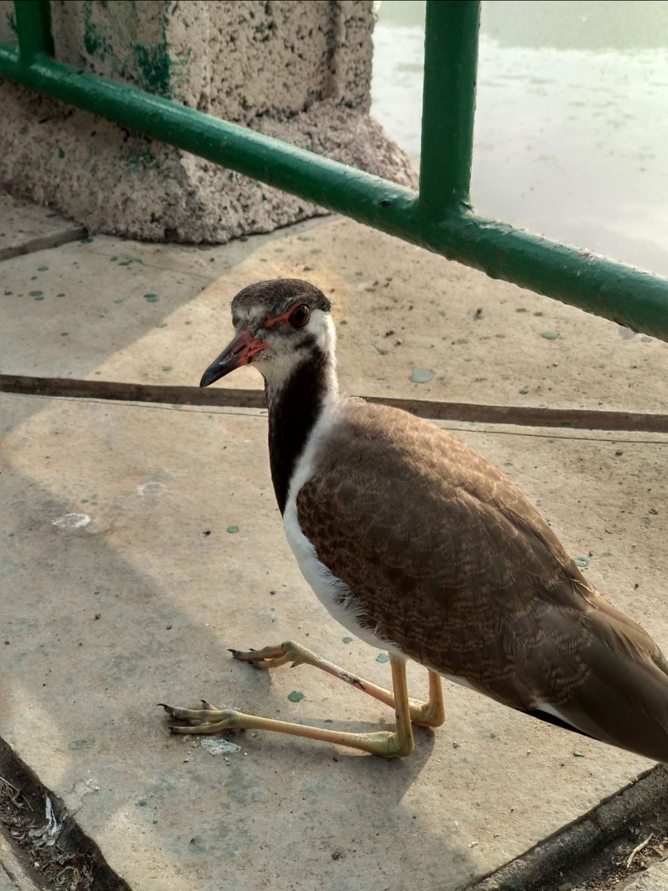 Photo of Reliance Greens, Motikhavdi, Gujarat, India by Mangolik Pradhan