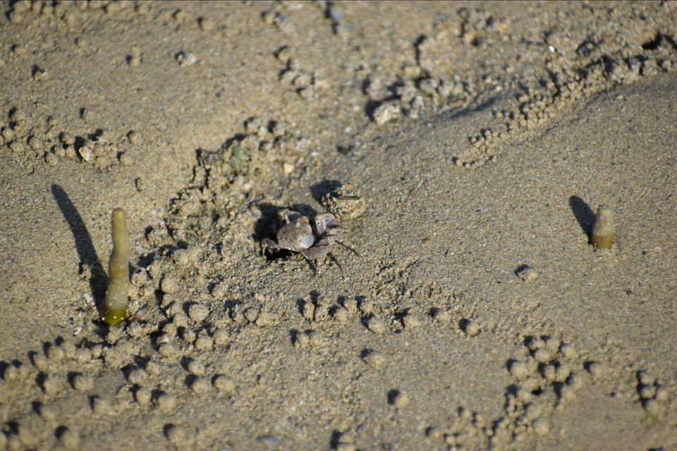 Photo of Narara Marine National Park-Jamnagar, Gujarat, India by Mangolik Pradhan