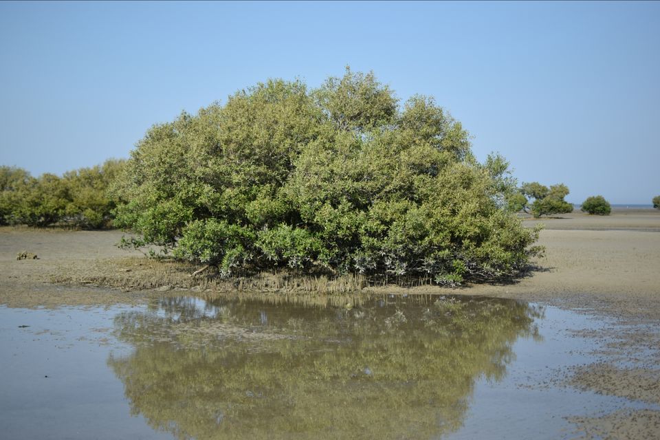 Photo of Narara Marine National Park-Jamnagar, Gujarat, India by Mangolik Pradhan