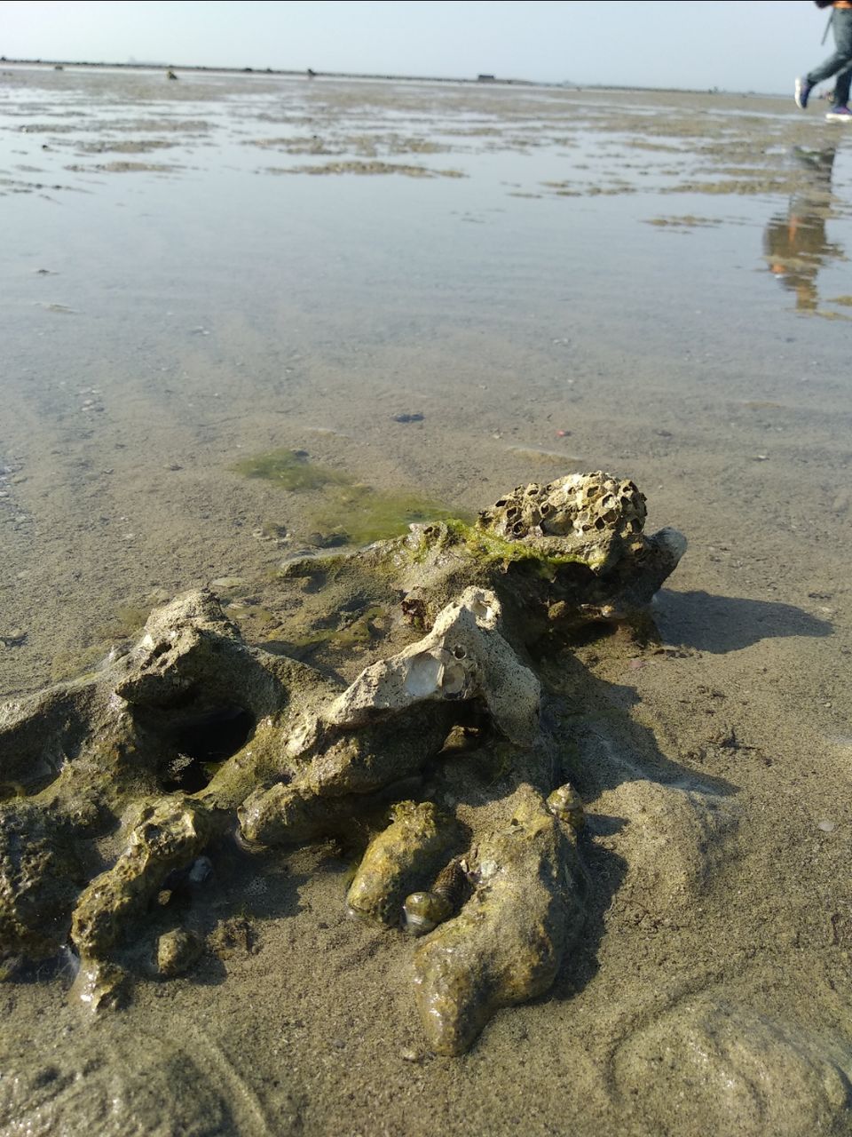Photo of Narara Marine National Park-Jamnagar, Gujarat, India by Mangolik Pradhan