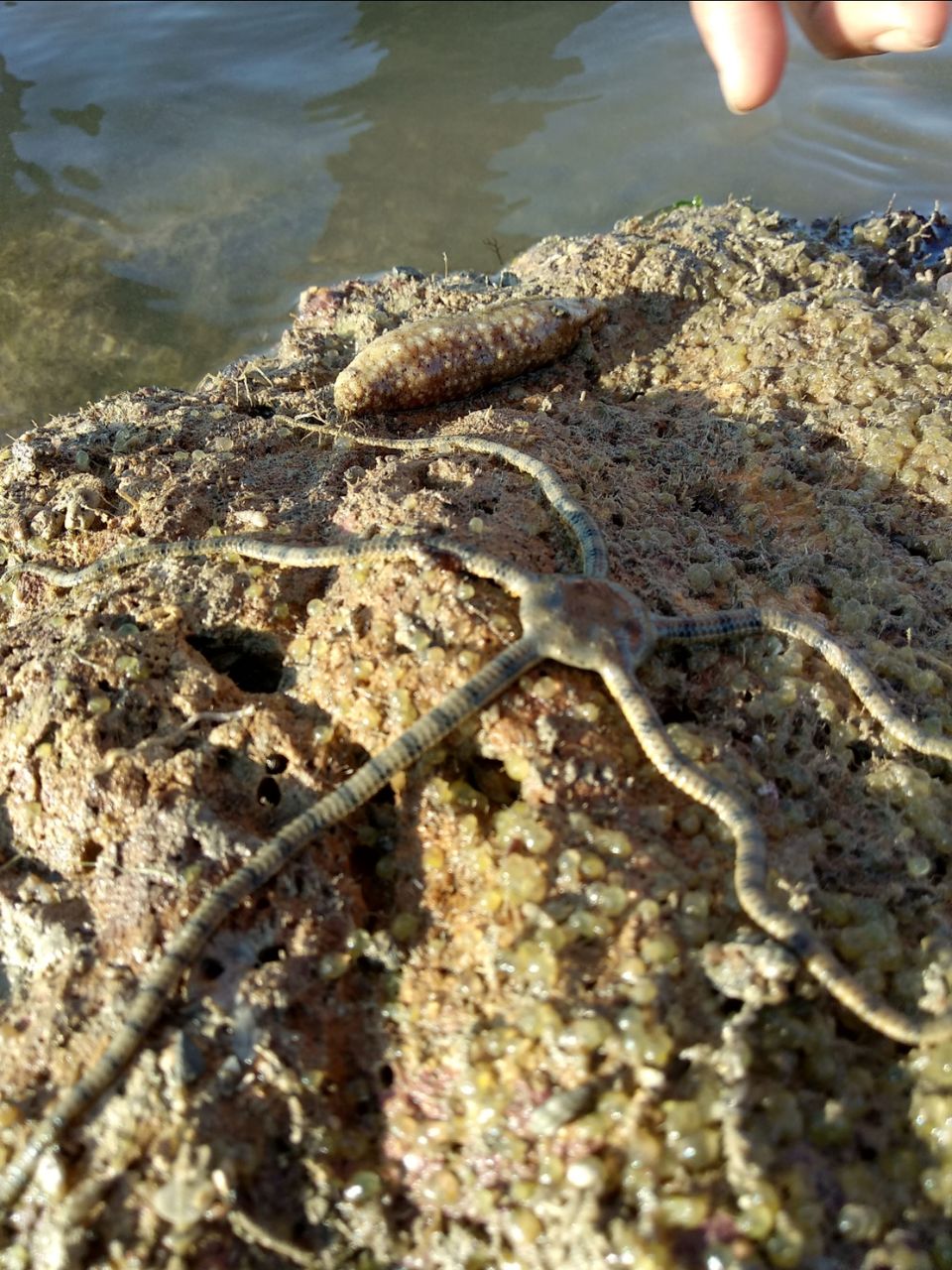 Photo of Narara Marine National Park-Jamnagar, Gujarat, India by Mangolik Pradhan