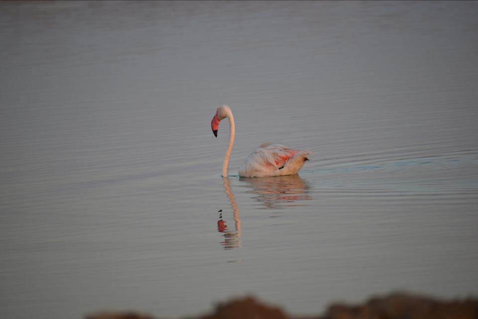 Photo of Narara Marine National Park-Jamnagar, Gujarat, India by Mangolik Pradhan