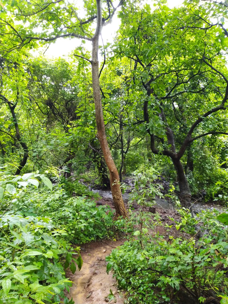 Photo of Trip to sanjy gandhi national park thane by Amit Sonawane @migo..
