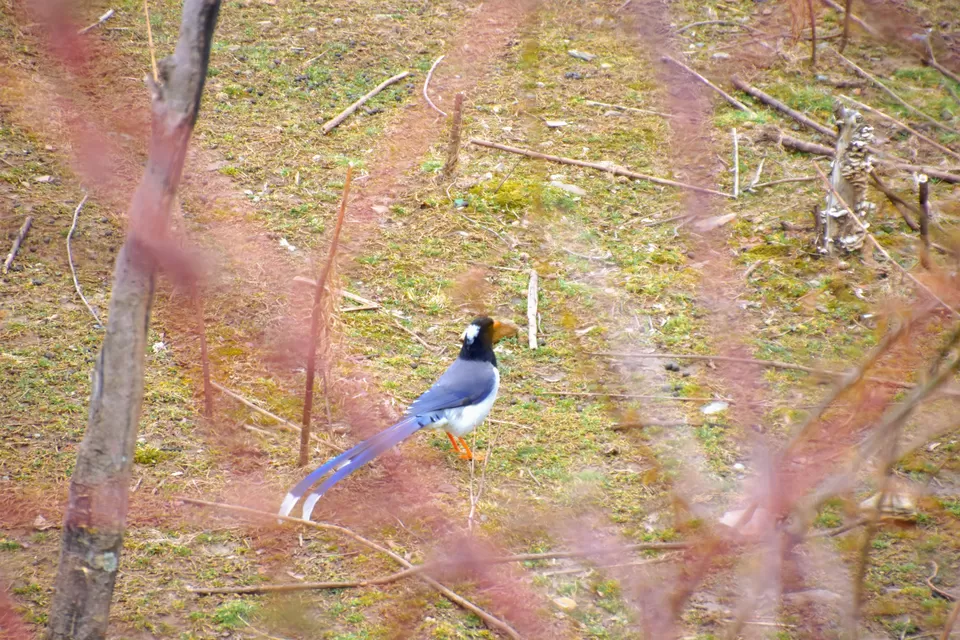 Photo of Bagi, Himachal Pradesh, India by travelingcocoon_kanika