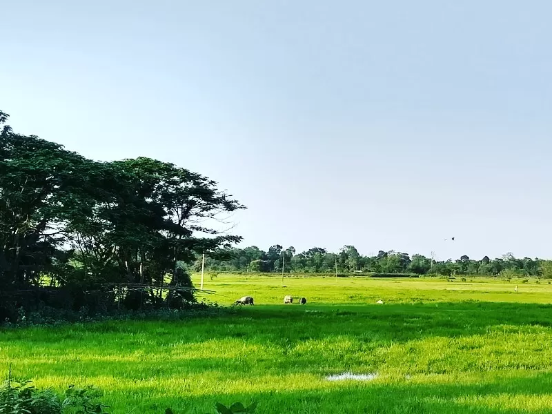 Photo of What makes Duliajan more pleasing? Spring it is. by Arnav Bora