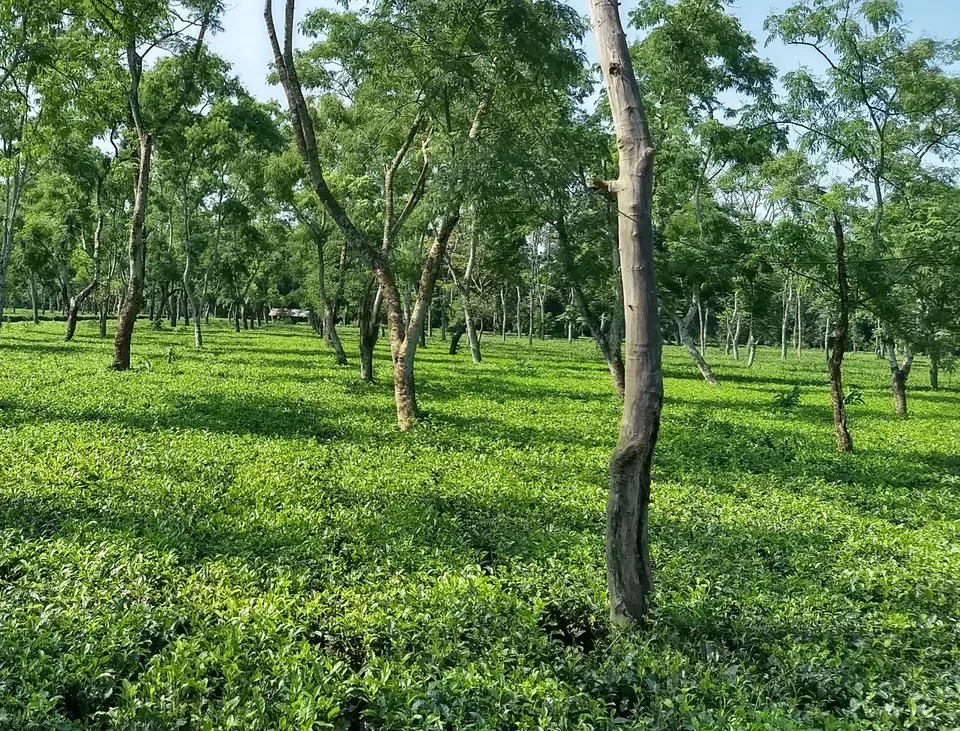 Photo of What makes Duliajan more pleasing? Spring it is. by Arnav Bora
