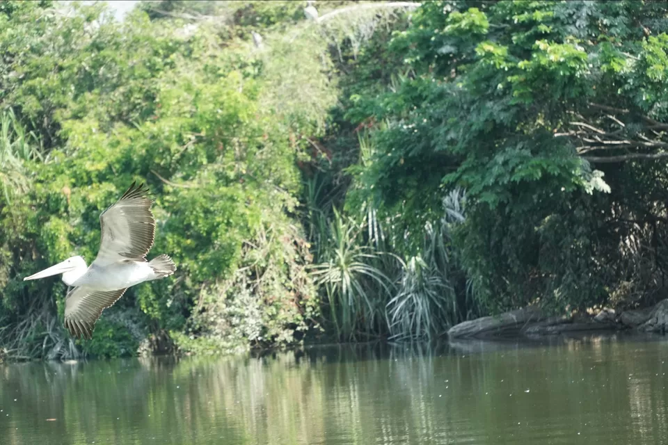 Photo of Ranganathittu Bird Sanctuary By Keshav 