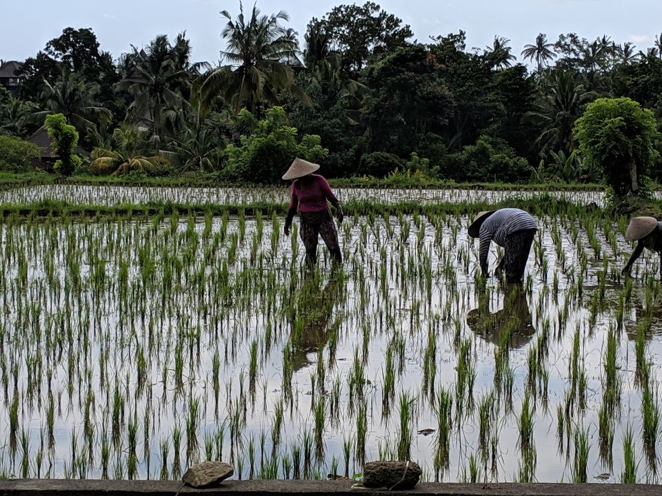 Photo of How to experience luxury of Bali in budget? by being.ourselves