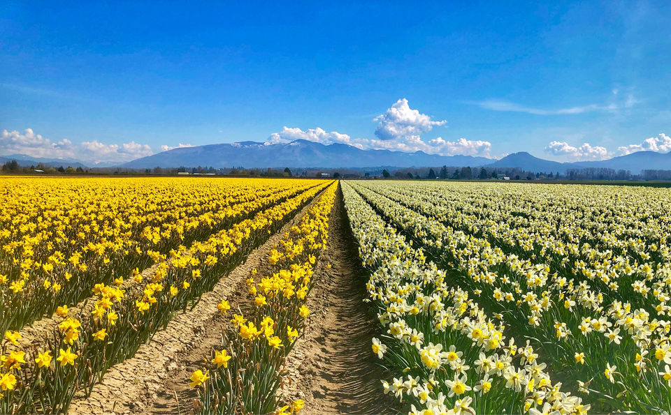 Photo of Skagit City, Washington - April 2019 by Prerana Daga