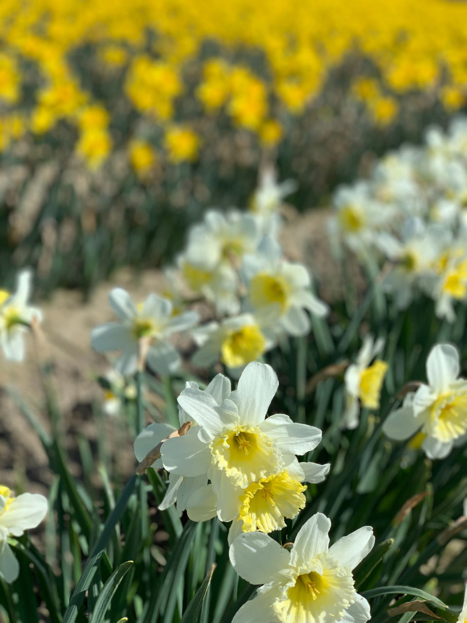 Photo of Skagit City, Washington - April 2019 by Prerana Daga