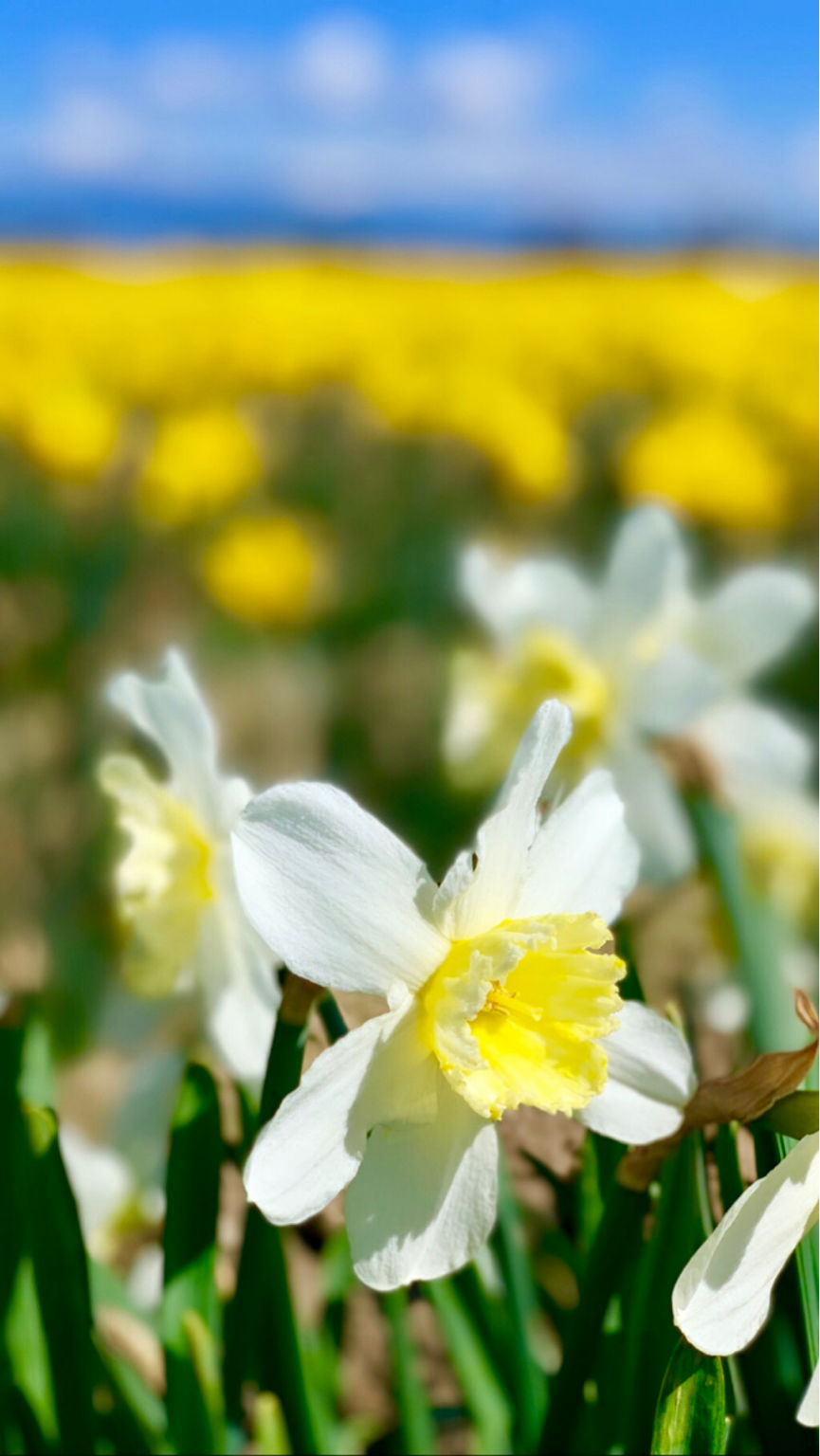 Photo of Skagit City, Washington - April 2019 by Prerana Daga