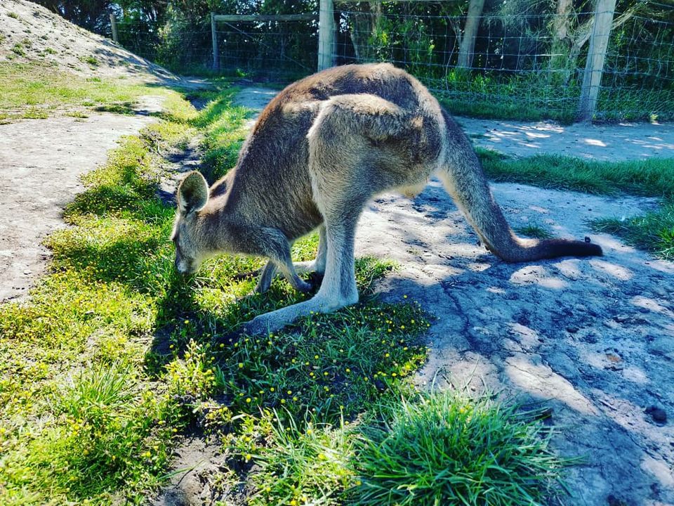 Photo of Australian summer by Sarath Chandra Gudlavalleti