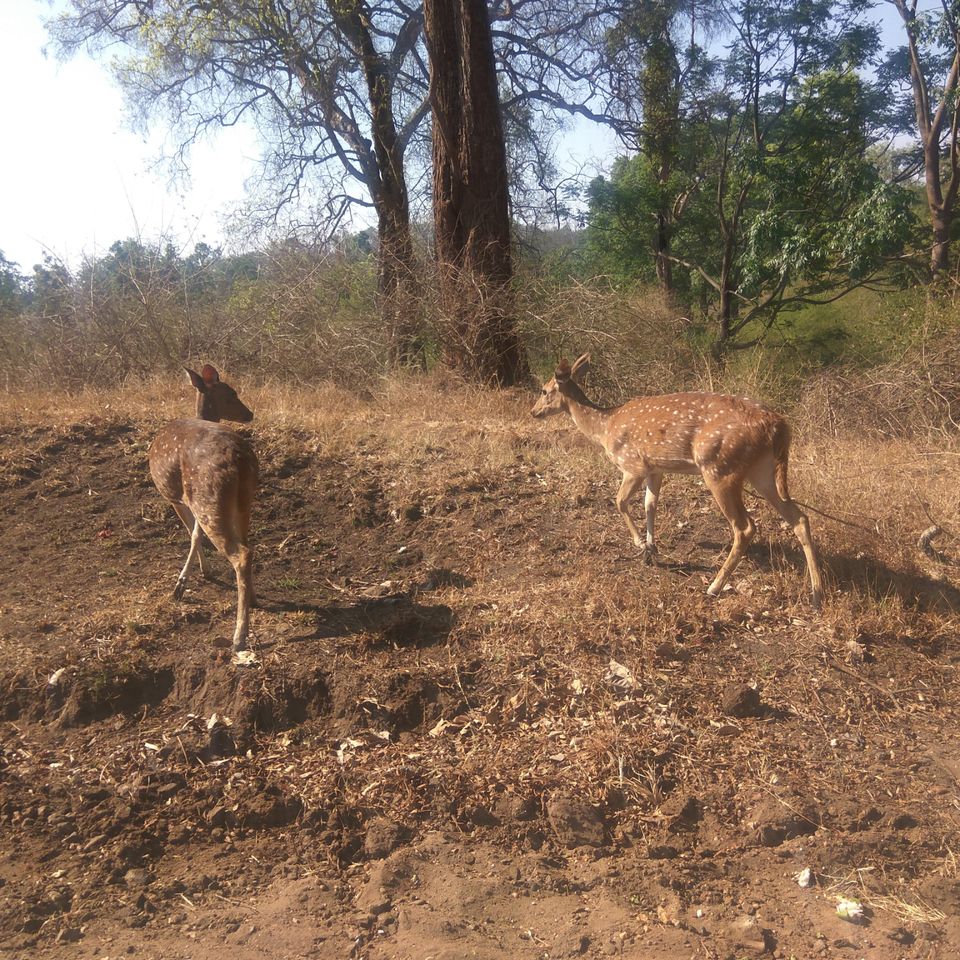 Photo of Bandipur National Park, Bandipur, Karnataka, India by Amiyangshu Nath