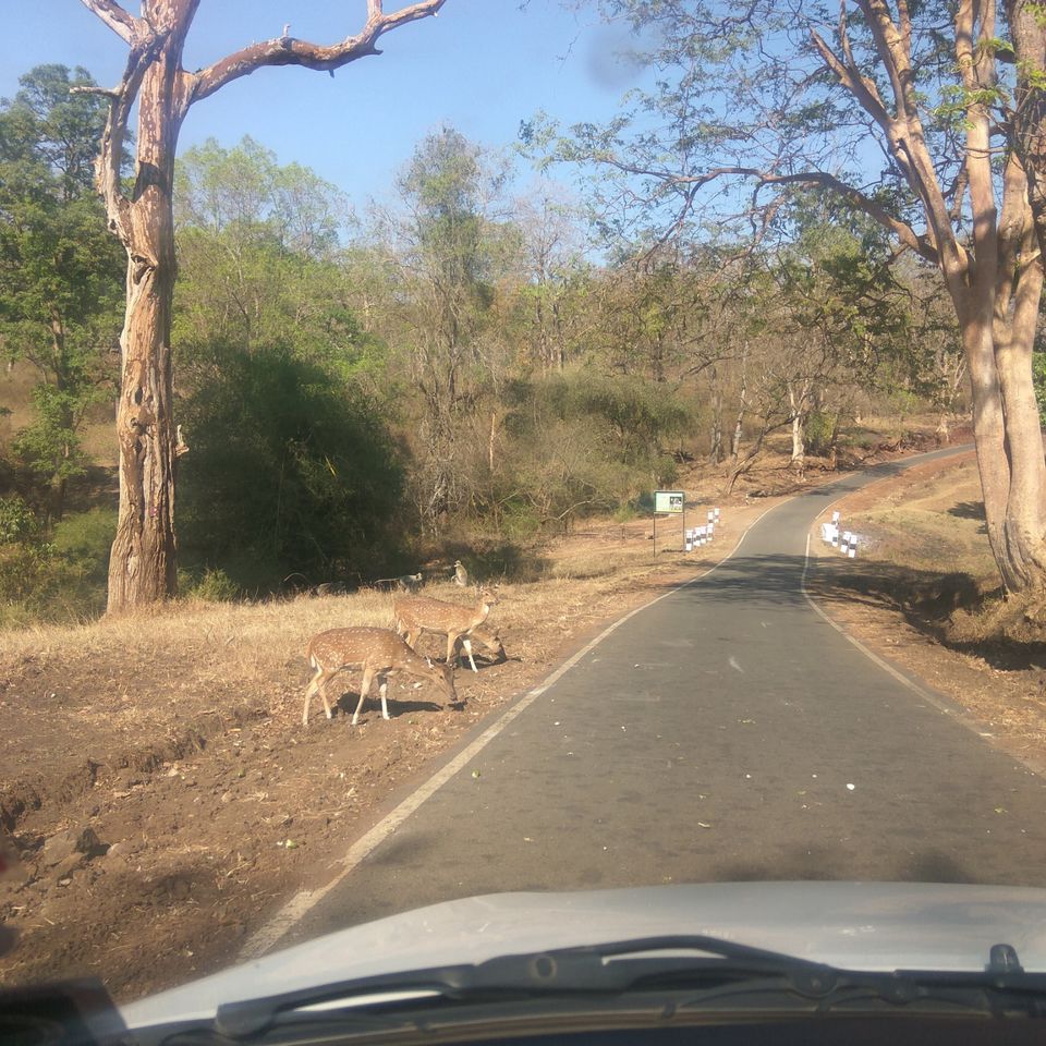 Photo of Bandipur National Park, Bandipur, Karnataka, India by Amiyangshu Nath